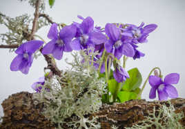 Bouquet de violettes