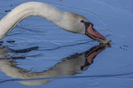 CASSE-CROUTE SUR GLACE