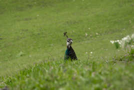 Ou  est  Monsieur Paon ?