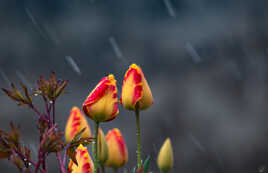 Il neige sur les tulipes !