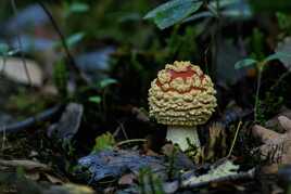 champignon dans les bois