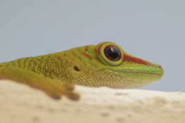 j'ai l'oeil sur tout!