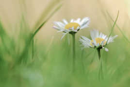 Duo de marguerites