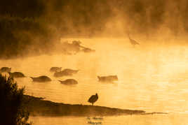 marais de bonnance Hauts de france