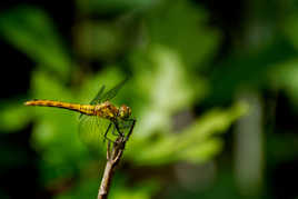 Jeune Sympetrum