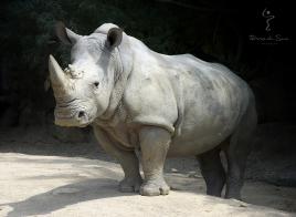 3500 Kg de muscles !...