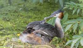 grebe huppè