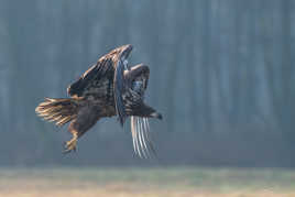 L'envol du Pygargue