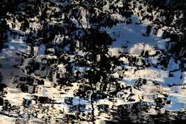 Reflets d'arbres