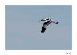 Avocette