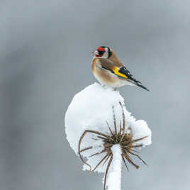 chardonneret élégant sur son cardère