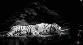 Le repos du Guerrier