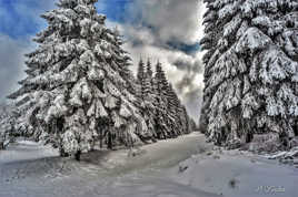 La Fagne sous la neige. 15