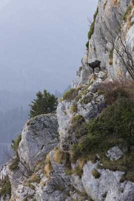 Le rut du chamois