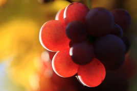 Vendanges tardives