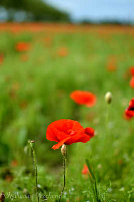 Coquelicot