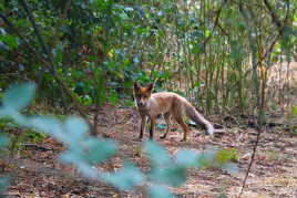 ''LE POULET A DES AILES'' 2