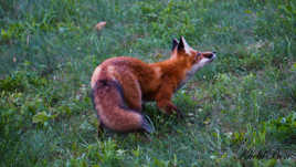 RENARD