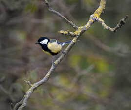 Parus major