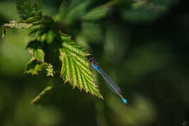 Sur ma feuille