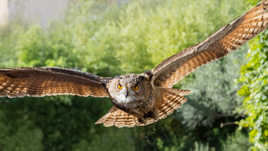 Les yeux rivés sur l’objectif