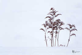 astilbe sous la neige....