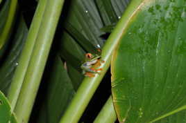 Alalychnis Callindryas