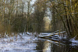 Ambiance hivernale sur le marais de Bonnance