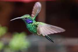 Colibri