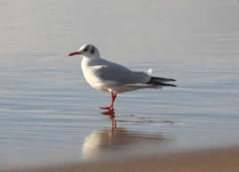 sur la plage 3