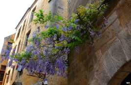 Glycine et vieilles pierres