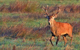 I'm a poor lonesome cowboy ....