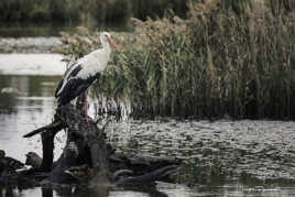 Sur ma branche perché...
