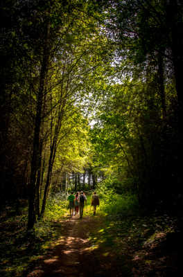 Promenade forestière