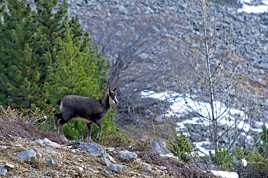 Jeune Chamois