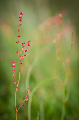 Petite fleur