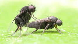 Aucune pudeur chez les mouches !