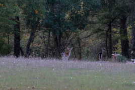 Première photo de biche