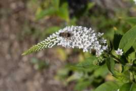 Lysimaque à col de cygne