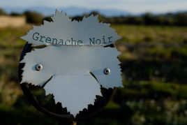 Balade dans les vignes. Suite