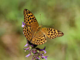 Petite violette