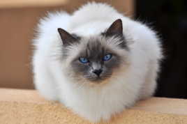 Chat sacré de Birmanie