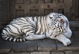 Tigre en noir et blanc