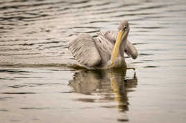 Pelecanus rufescens