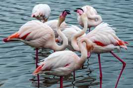 Les Flamants Roses