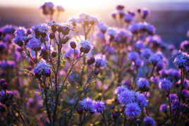 fleurs au crépusule