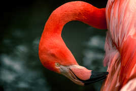 flamand rose
