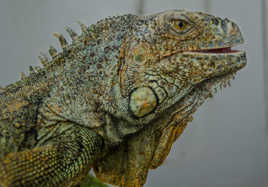 IGUANE