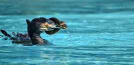 c'est qui le plus fort ?