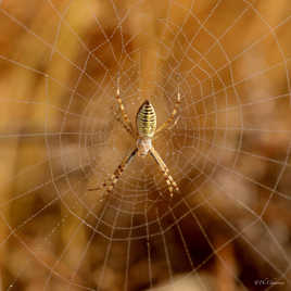 L'epeire dans la fraicheur matinale.